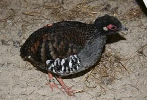 Sumatraanse bospatrijs