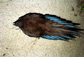 Bronsstaart pauwfazant