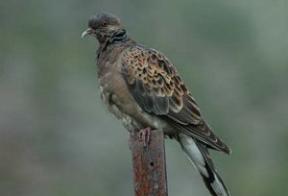 Oostersetortel (meena)