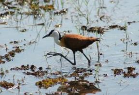 Afrikaanse jacana