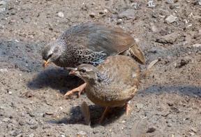 Hildebrandts frankolijn