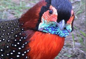 Westelijke tragopaan