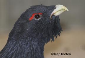 Auerhoen haan kopstudie