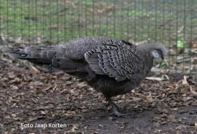 Chinquis pauwfazant haan