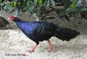 Edwards of Vietnam fazant haan