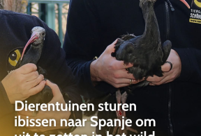 Dierentuinen sturen ibissen naar Spanje om uit te zetten in het wild
