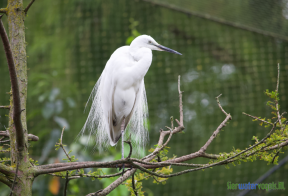 Kleine zilverreiger