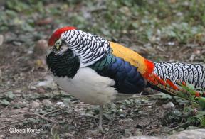 Lady Amherst fazant haan