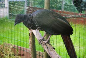 Penelope purpurascens