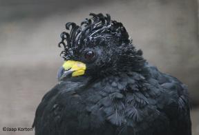 Sclater's hokko haan kopstudie