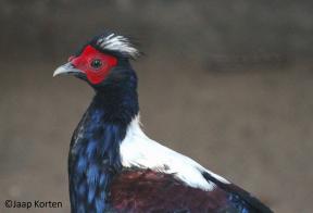 Swinhoe's fazant haan kopstudie