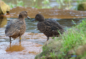 Nieuw Zeelandse bruine taling