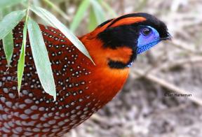 Tragopan temminckii