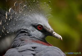 Gewone Victoria Kroonduif