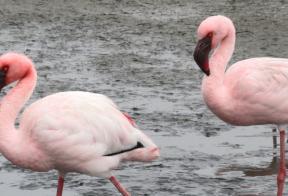 Kleine flamingo's