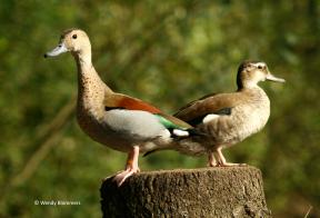 Koppel Roodschoudertalingen