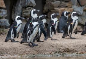 Zwartvoetpinguins