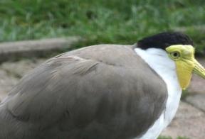 Maskerkievit foto Jaap Korten