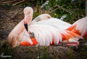 1e Flamingokuiken Zwillbrocker Venn