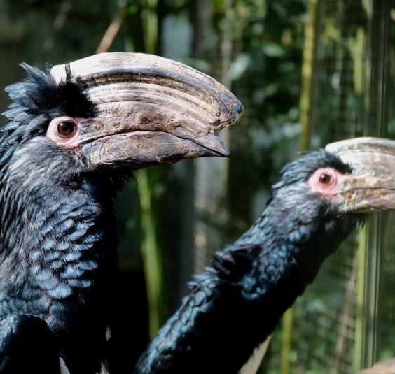 Trompetneushoornvogel