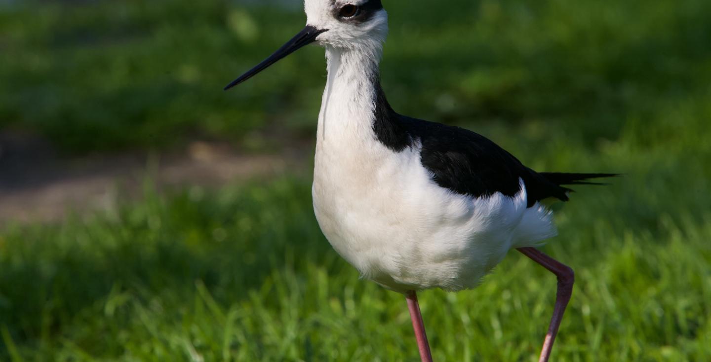 Mexicaanse steltkluut