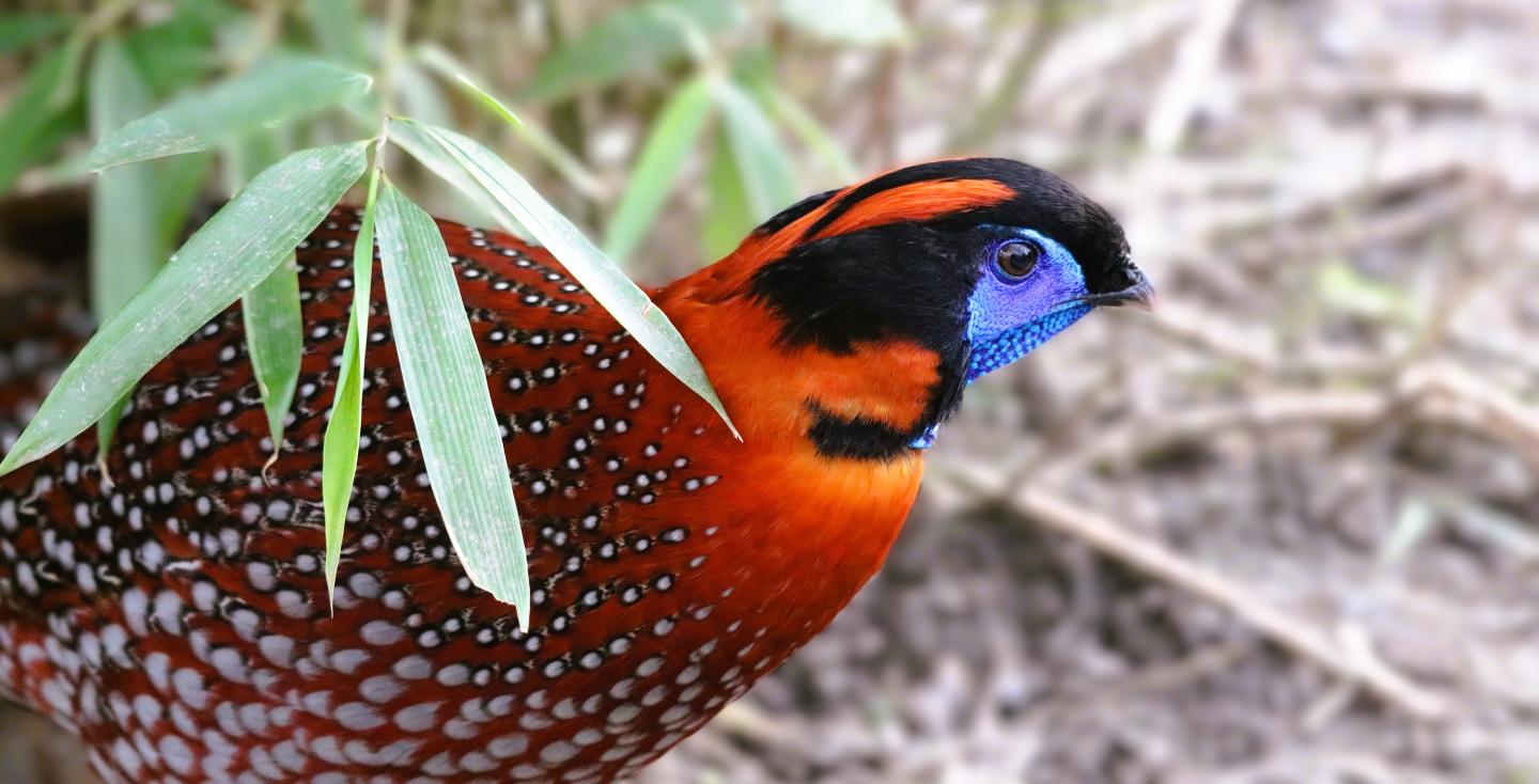 Tragopan temminckii