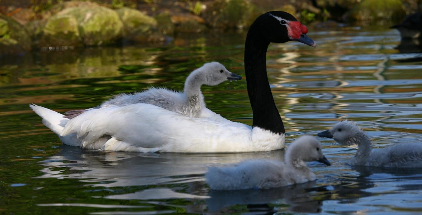 Zwarthalszwaan met kuikens