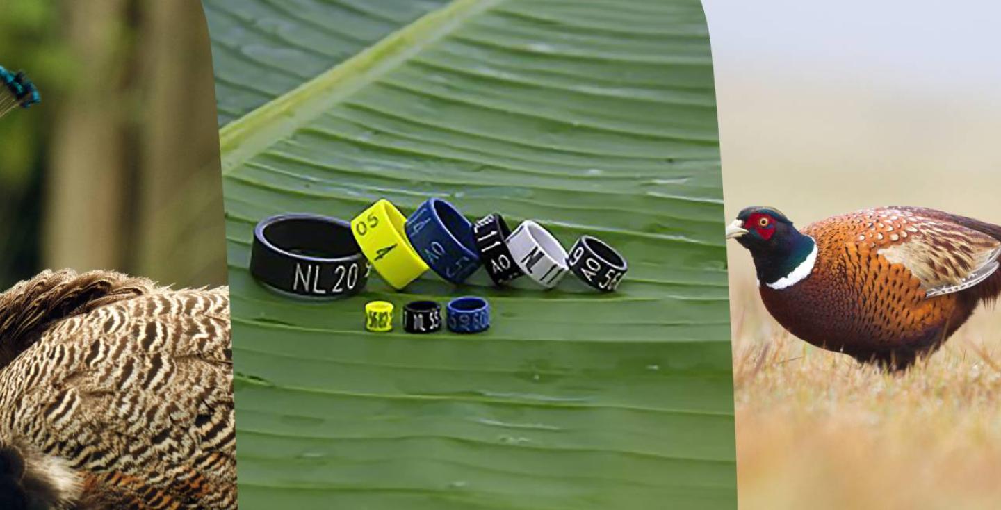 Image fazant pauw ringen