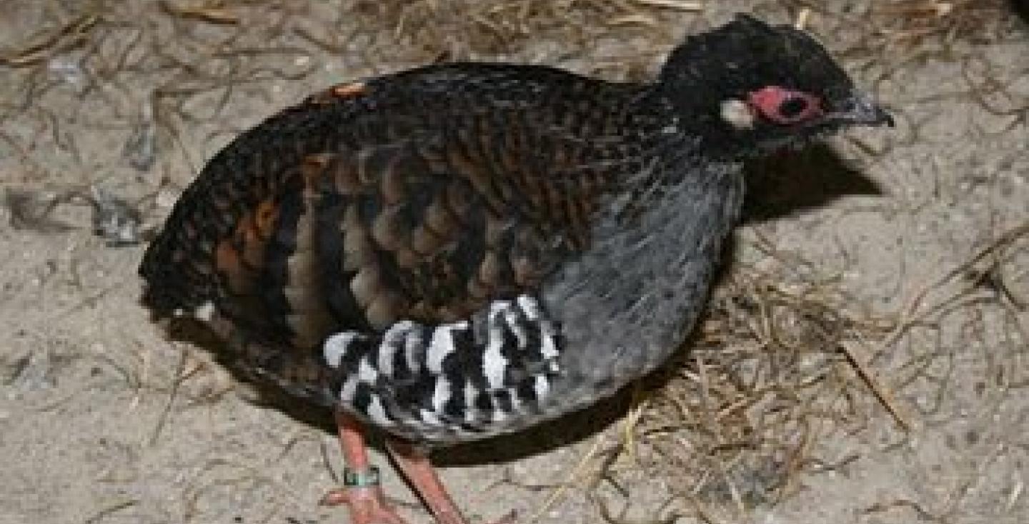 Sumatraanse bospatrijs