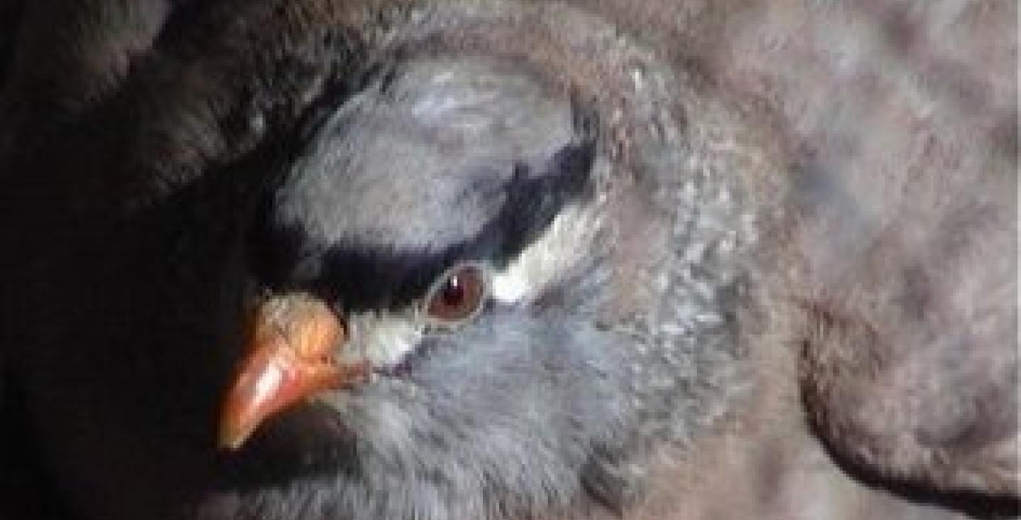 Perzische zandpatrijs