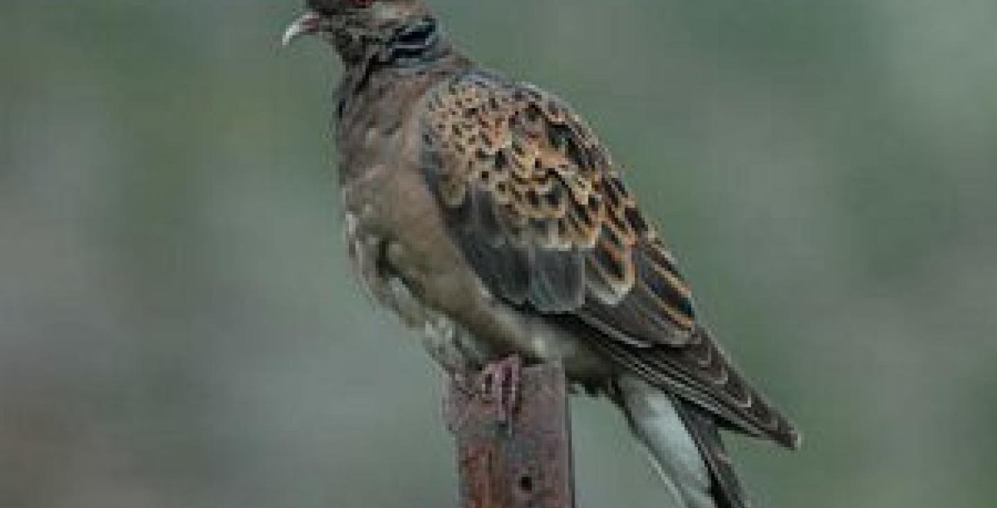 Oostersetortel (meena)