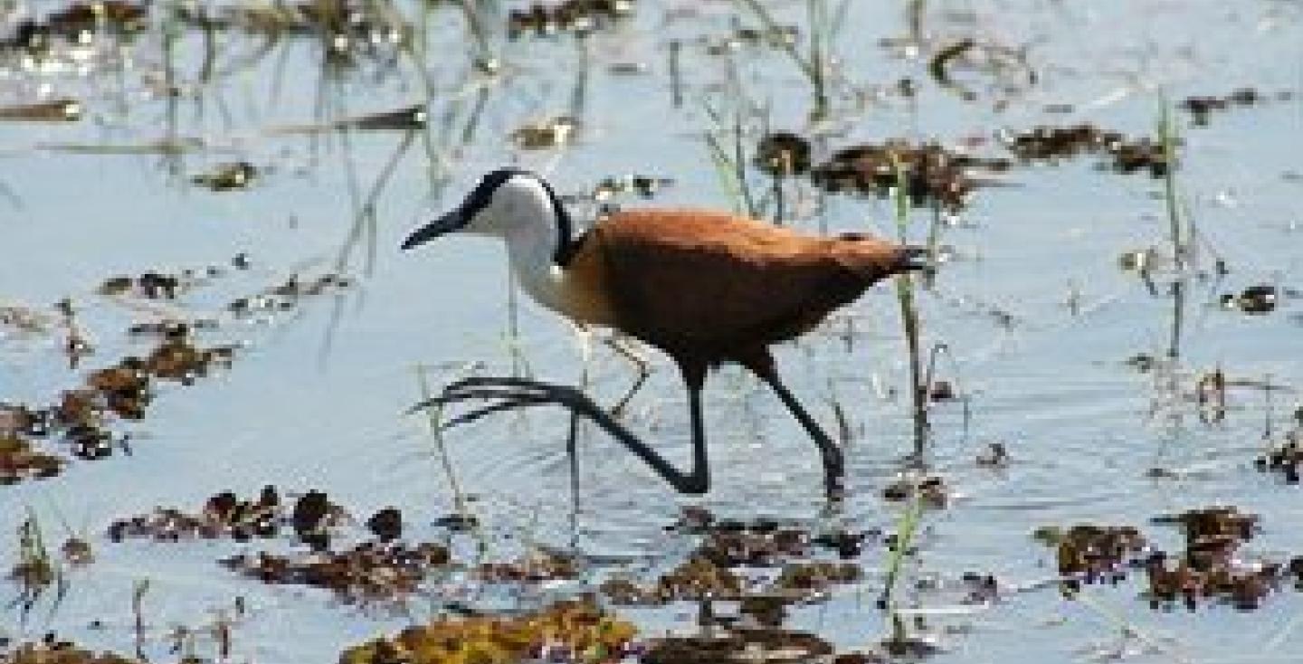 Afrikaanse jacana