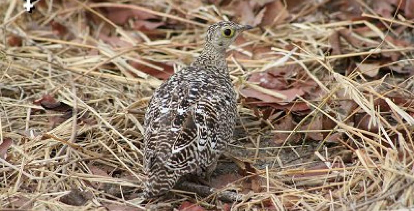 Dubbelbandzandhoen hen