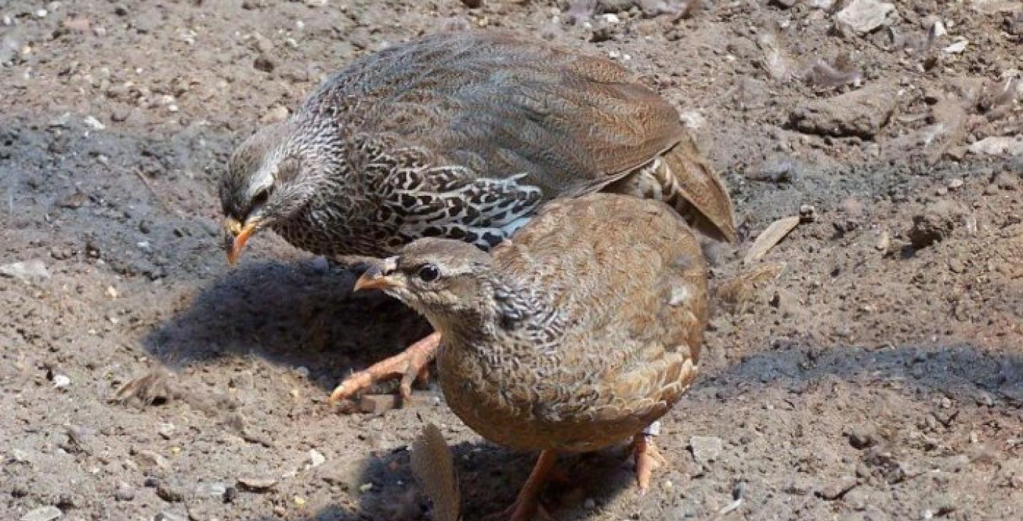 Hildebrandts frankolijn