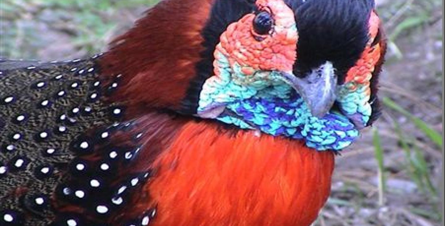 Westelijke tragopaan