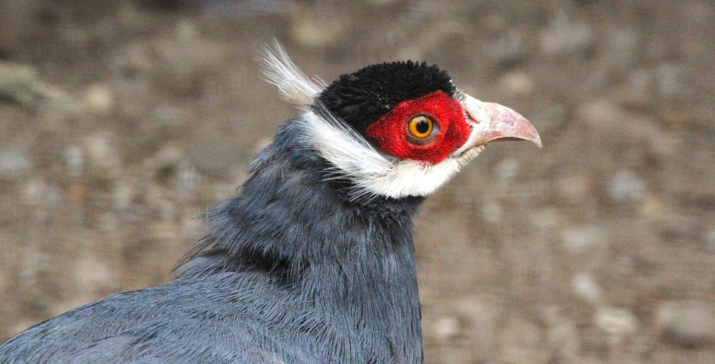 Blauwe oorfazant kopstudie