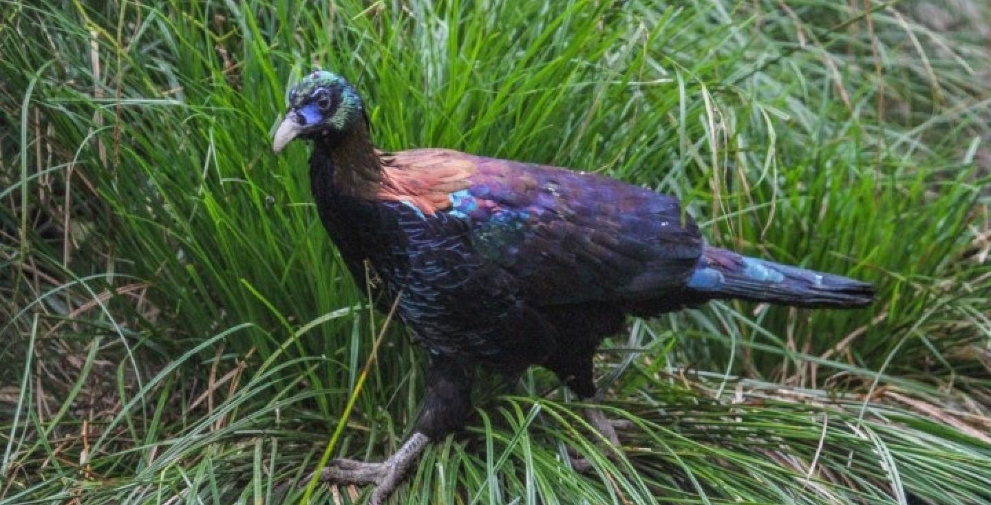 Chinese glansfazant haan