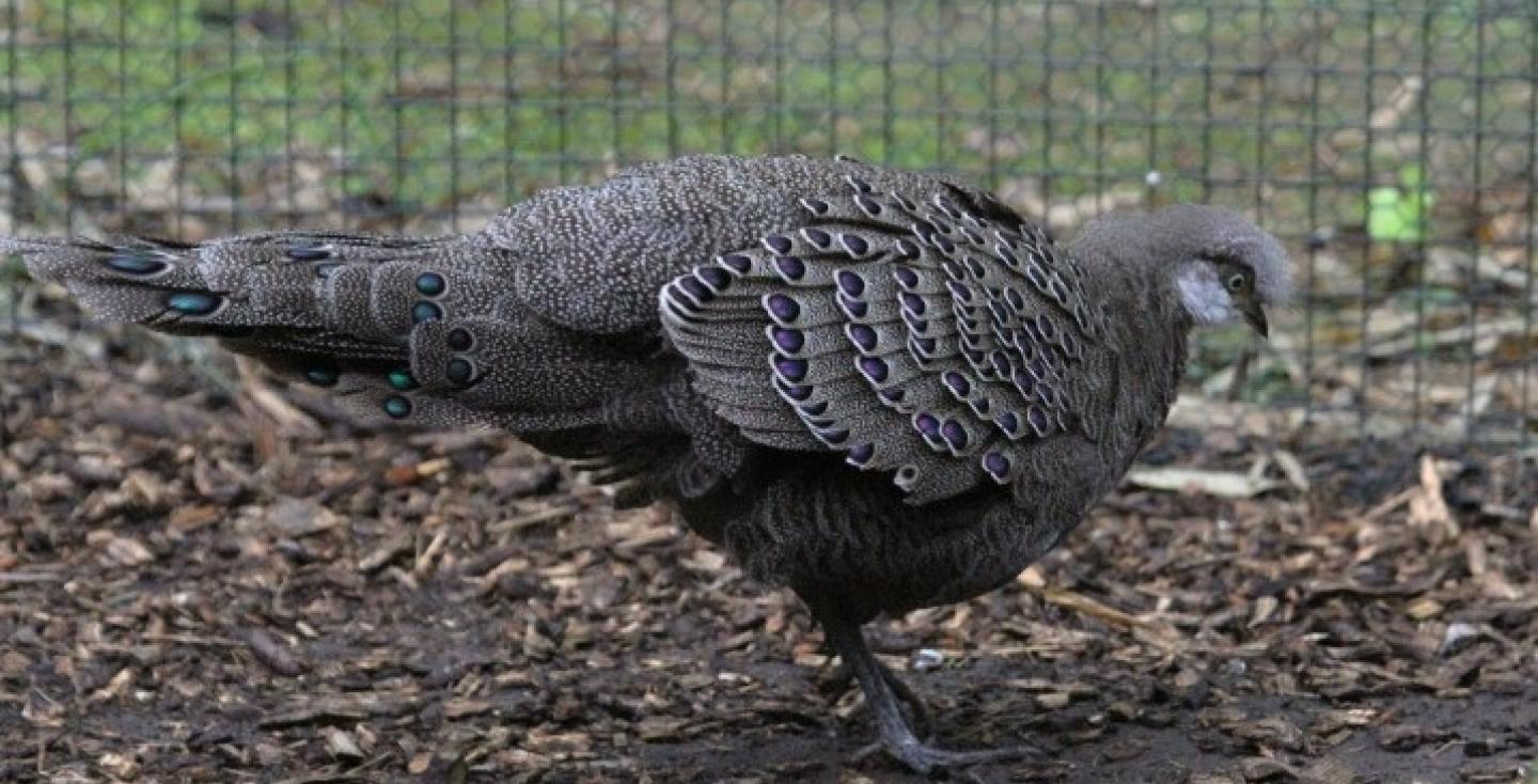 Chinquis pauwfazant haan