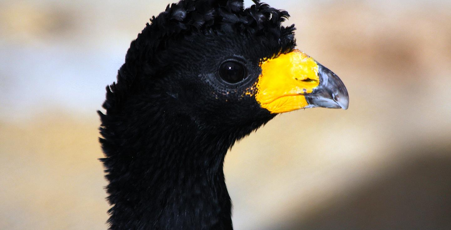 Crax alector alector