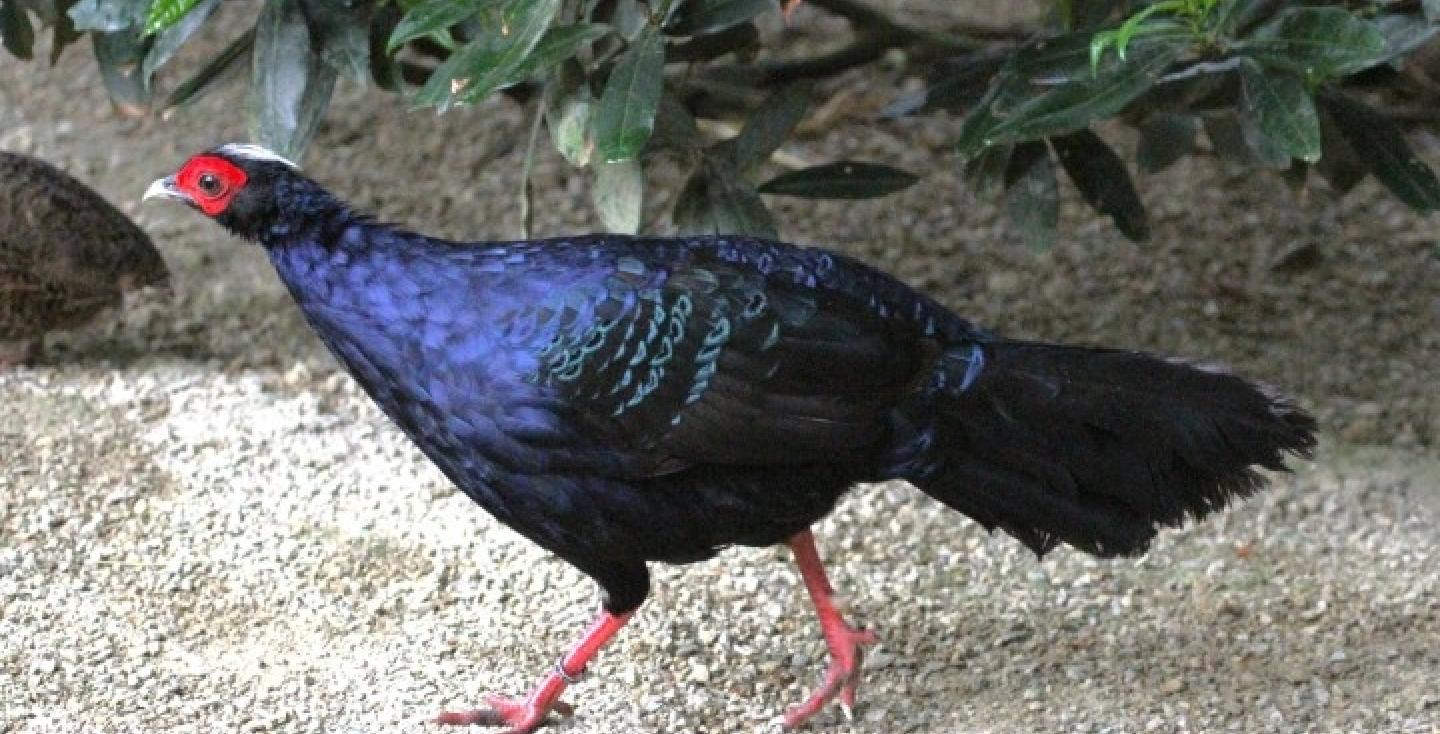 Edwards of Vietnam fazant haan