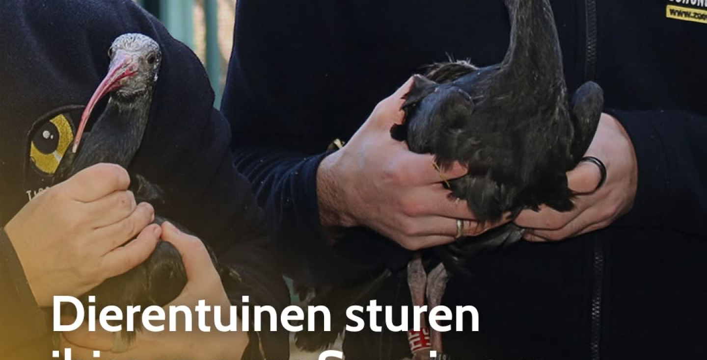 Dierentuinen sturen ibissen naar Spanje om uit te zetten in het wild