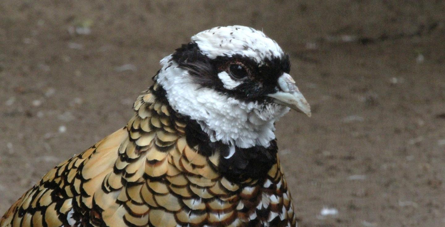 Koningsfazant haan kopstudie