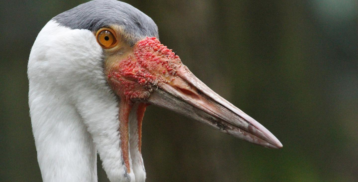 Lelkraanvogel kopstudie