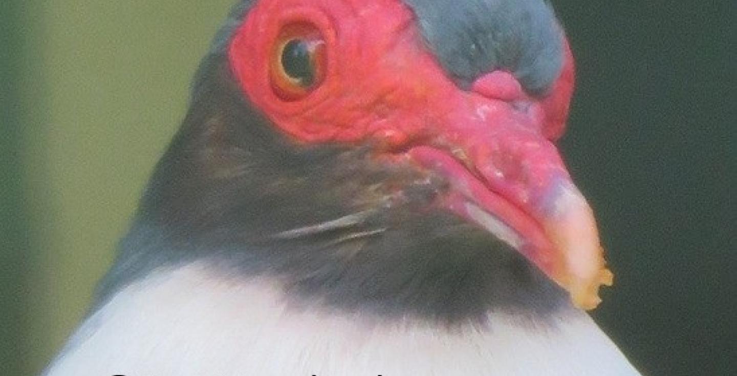 Nieuw Guinea bergduif