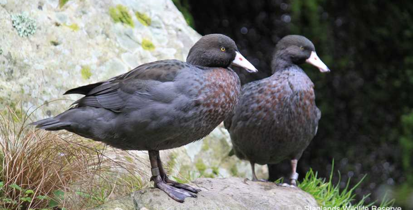 Nieuw-Zeelandse Blauwe eend