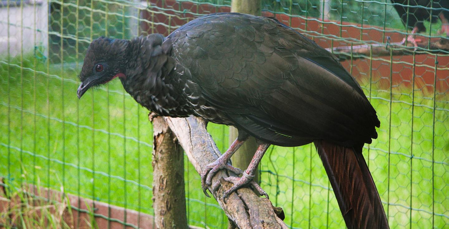 Penelope purpurascens