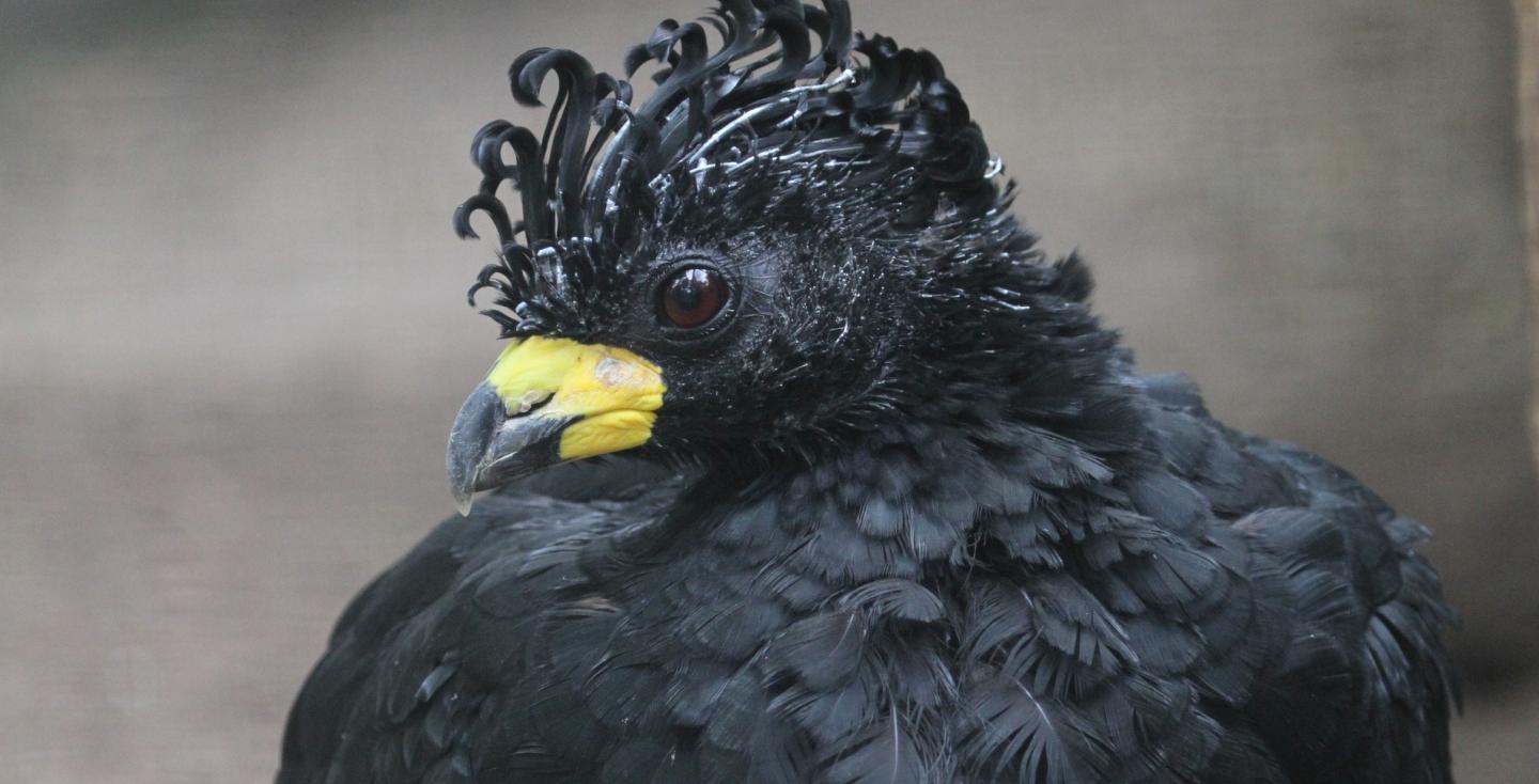 Sclater's hokko haan kopstudie