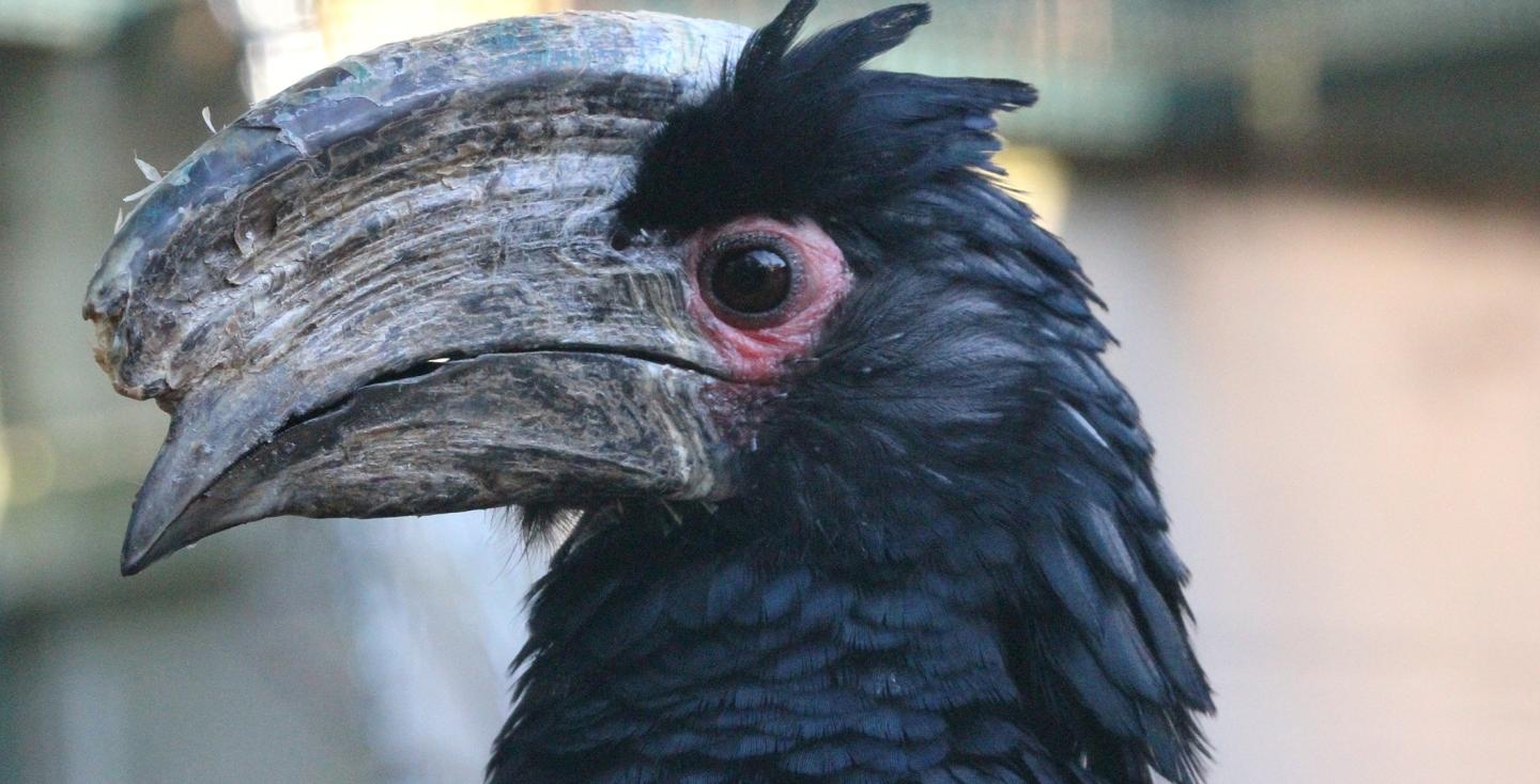 Trompetneushoornvogel man kopstudie