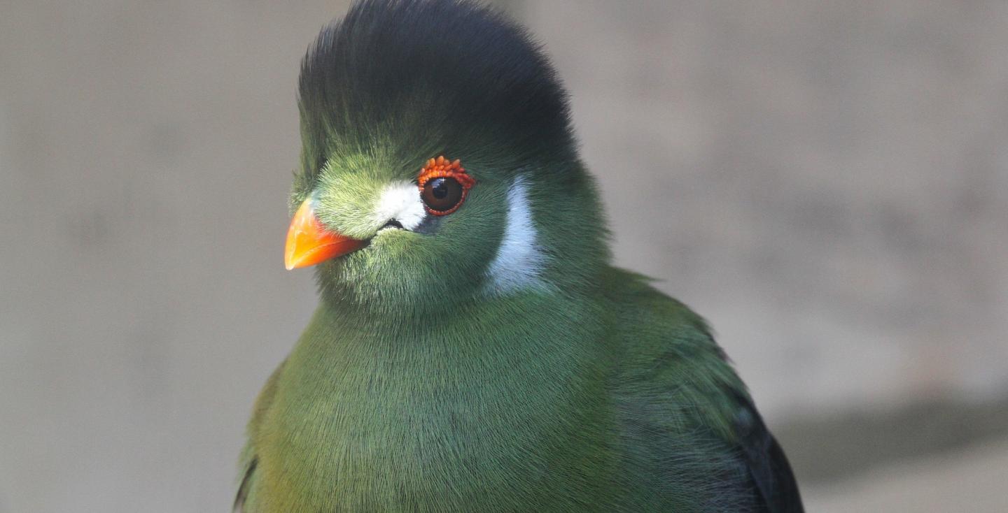 Witwang toerako kopstudie