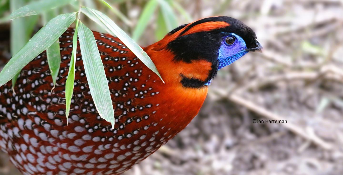 Tragopan temminckii